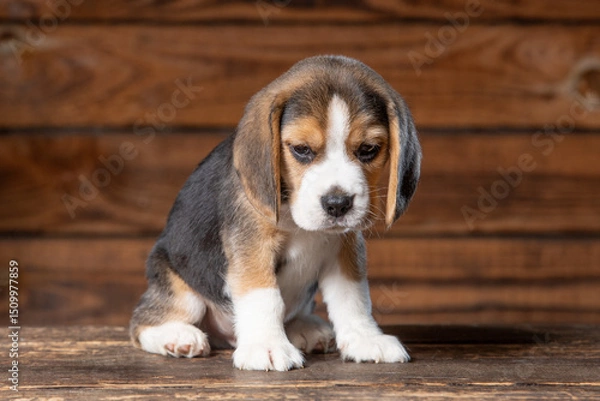 Obraz Beagle puppy poses for a photo