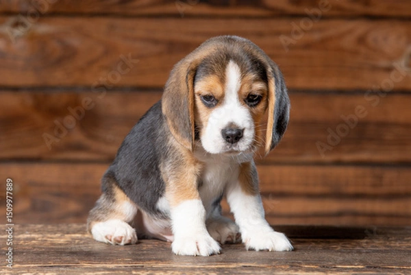 Obraz Beagle puppy poses for a photo