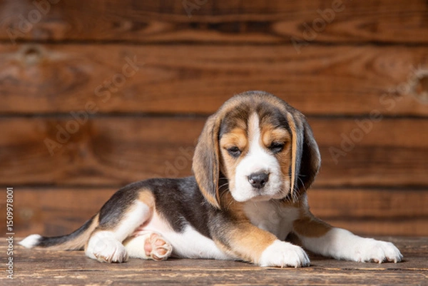 Obraz Beagle puppy poses for a photo