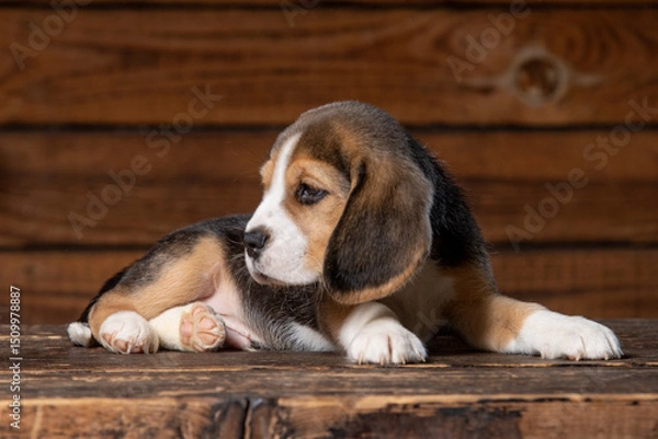 Obraz Beagle puppy poses for a photo