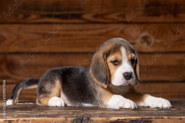 Obraz Beagle puppy poses for a photo