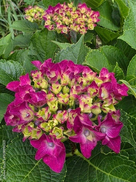 Obraz pink hydrangea flowers