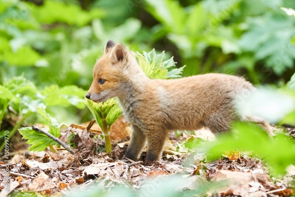 Obraz キタキツネの赤ちゃん
