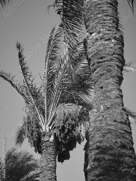 Obraz date palm grows against blue sky