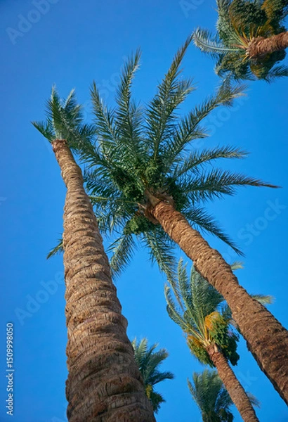 Obraz date palm grows against blue sky
