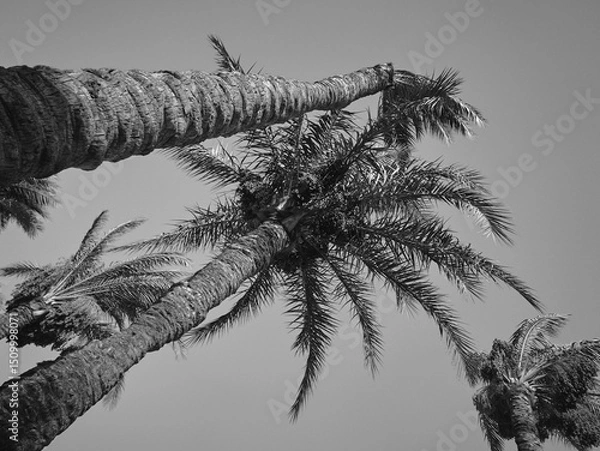 Obraz date palm grows against blue sky