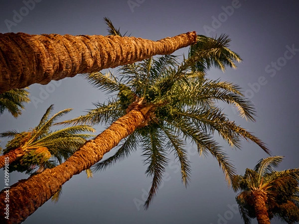 Obraz date palm grows against blue sky