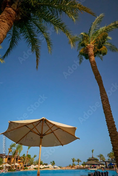 Obraz date palm grows against blue sky