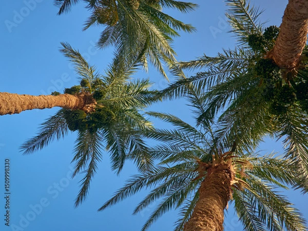 Obraz date palm grows against blue sky