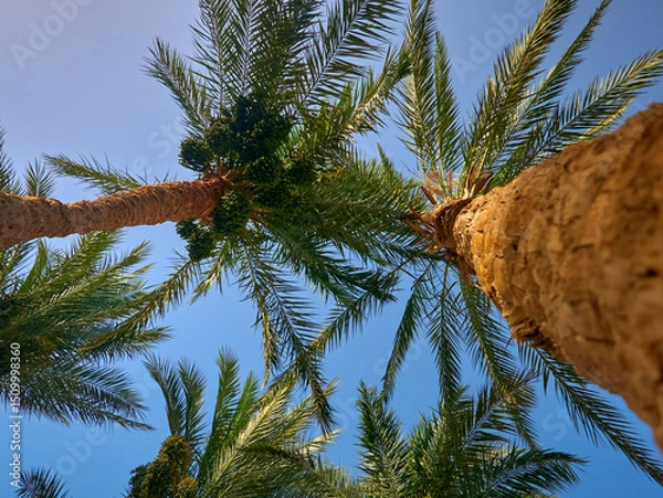 Obraz date palm grows against blue sky