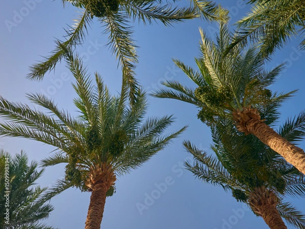 Obraz date palm grows against blue sky
