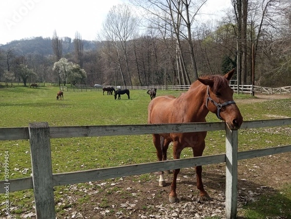 Obraz Horse by the fence on the ranch 3