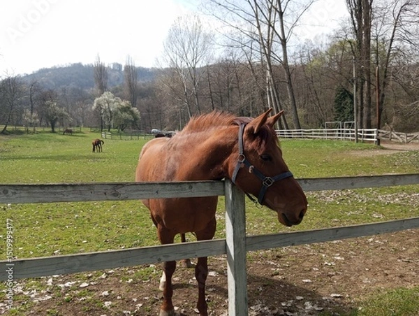 Fototapeta Horse by the fence on the ranch