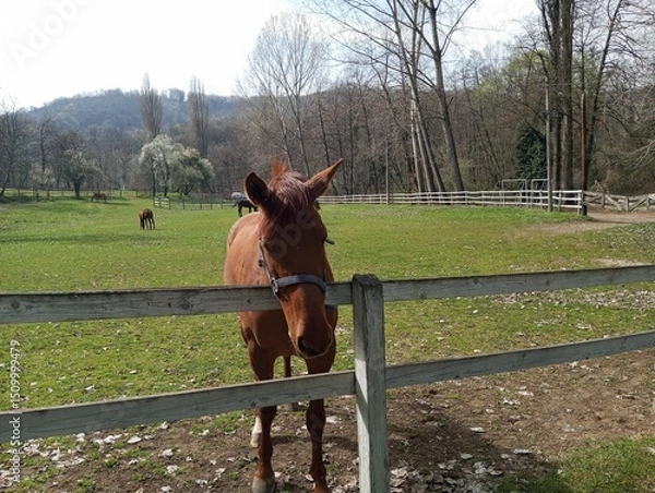 Obraz Horse by the fence on the ranch 1