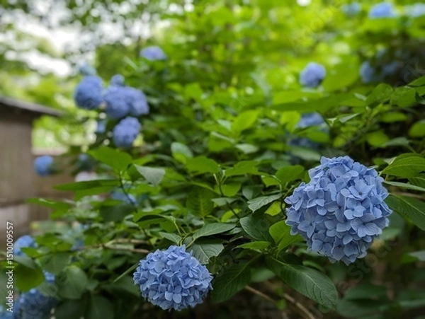 Fototapeta 紫陽花