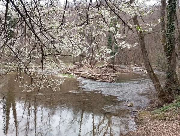 Obraz Spring on the river 3