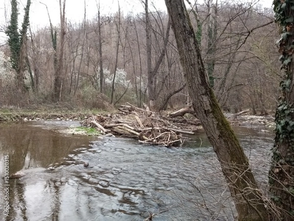 Obraz River with driftwood 