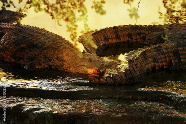 Fototapeta Nile crocodile (Crocodylus niloticus), three large crocodiles above a waterfall in the last rays of the sun. Large crocodiles in their natural habitat.