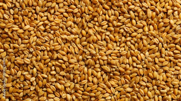 Fototapeta Dense background showcasing a uniform layer of golden wheat kernels a close up textural delight