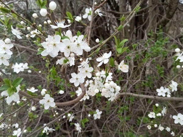 Obraz tree flowers 2