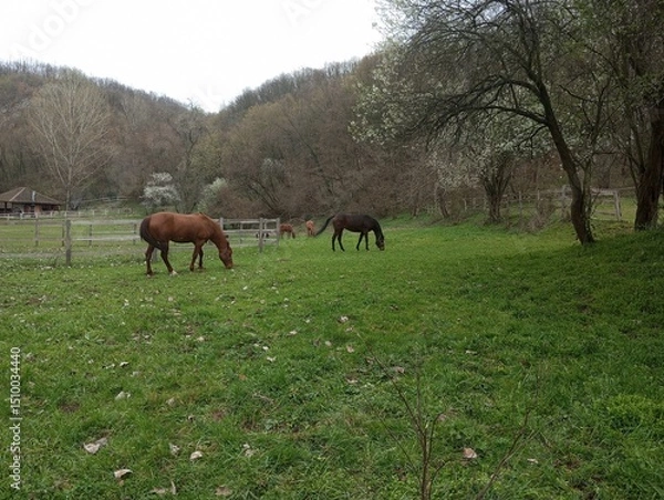 Obraz Horses are grazing 4