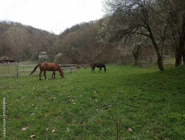 Obraz Horses are grazing 3