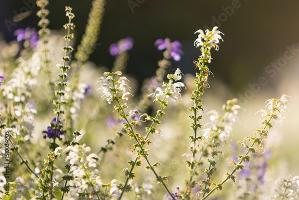Fototapeta Beautiful spring background with wild meadow grass and sage flowers in the rays of sunset