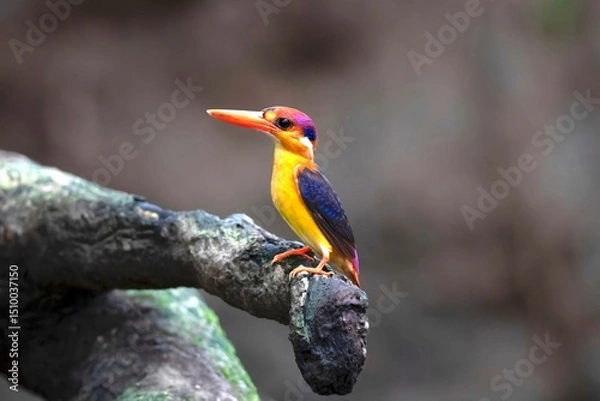 Obraz Oriental dwarf kingfisher, Ceyx erithaca, Thane, Mumbai, Maharashtra, India
