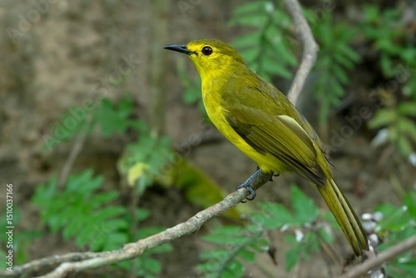 Obraz Yellow Browed Bulbul, Acritillas indica, Salim Ali Bird Sanctuary, Kerala, India