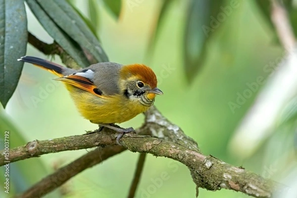 Obraz Bar throated minla, Actinodura strigula, Singalila National Park, Darjeeling, West Bengal, India
