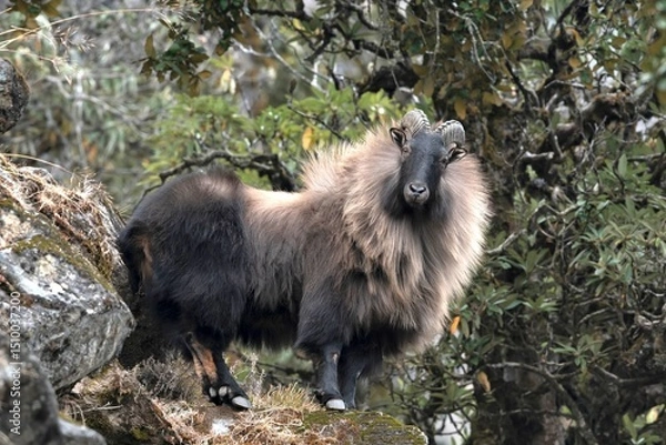 Obraz Himalayan thar, Hemitragus jemlahicus, Kedarnath Wildlife Sanctuary, Chopta, Uttarakhand, India