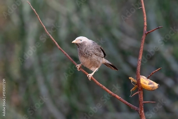 Obraz Yellow billed babbler, Argya affinis, Daroji Sloth Bear Sanctuary, Hampi, Karnataka, India