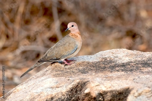 Obraz Laughing dove, Spilopelia senegalensis, Daroji Sloth Bear Sanctuary, Hampi, Karnataka, India
