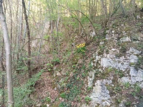 Obraz Forest flowers on a rock 2