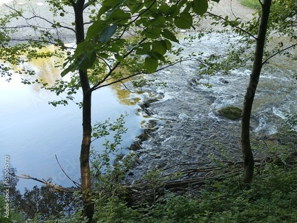 Obraz View of the river between the trees 3