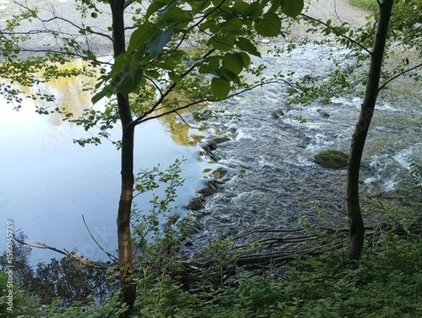 Obraz View of the river between the trees 2