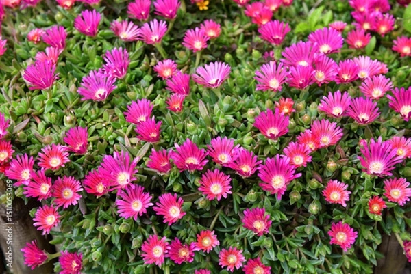 Obraz A bunch of beautiful red delosperma lavesii flowers in a rockery in our garden. Focus is on the center of the photo.