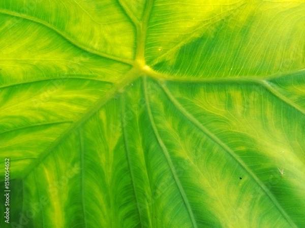 Fototapeta green leaf detail background