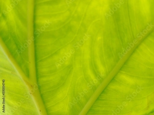Fototapeta green leaf texture