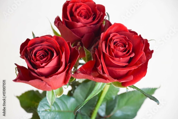 Fototapeta 赤いばら