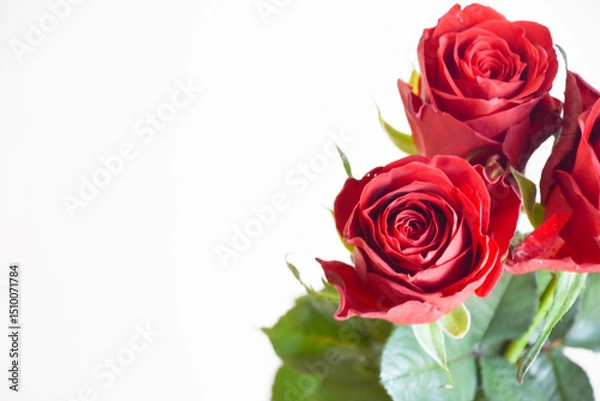 Fototapeta 赤いばら