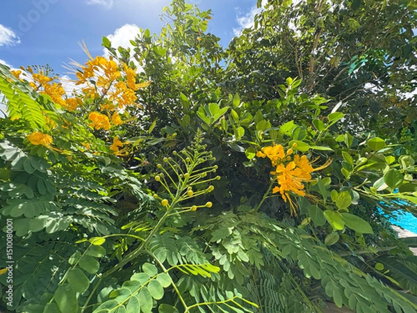 Fototapeta 黄色いオウゴチョウの花が咲く