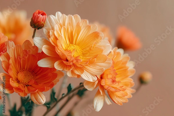 Fototapeta Bright marigold chrysanthemums in a soft pastel setting enhance the beauty of minimalistic floral design while showcasing warm colors and delicate petals