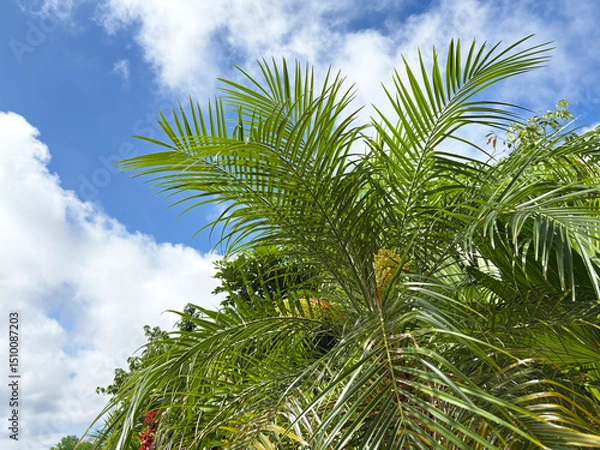Fototapeta 南国の植物と青空
