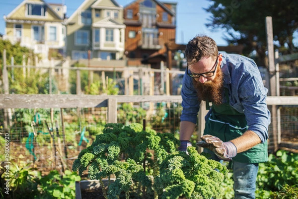 Fototapeta man tending to kale plants in communal urban garden