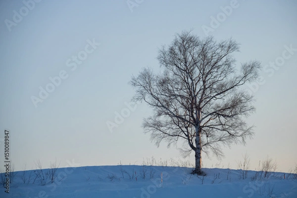 Obraz 夕暮れと冬木立

