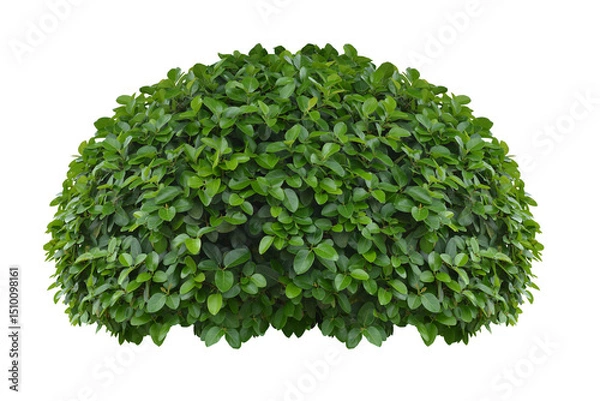 Obraz bush isolated transparency background..