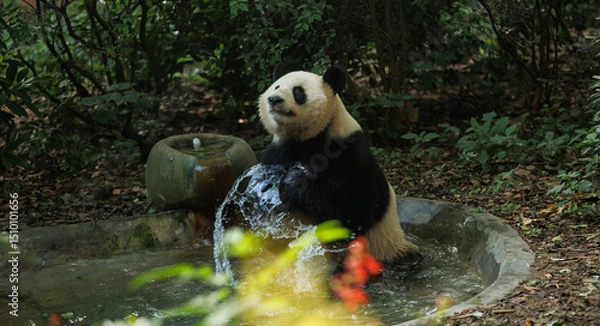 Fototapeta Giant panda cooling in water