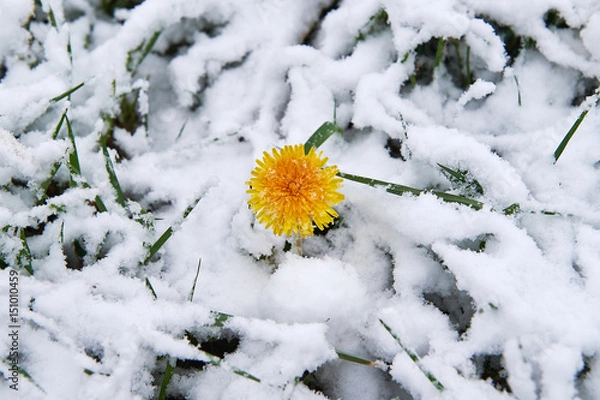 Obraz Dandelion snow