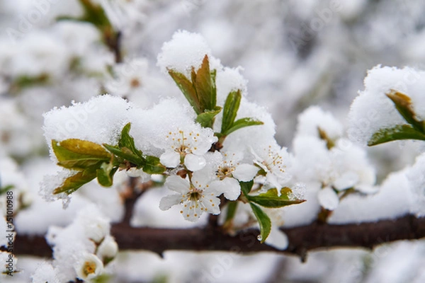 Obraz Snow-covered apple rings